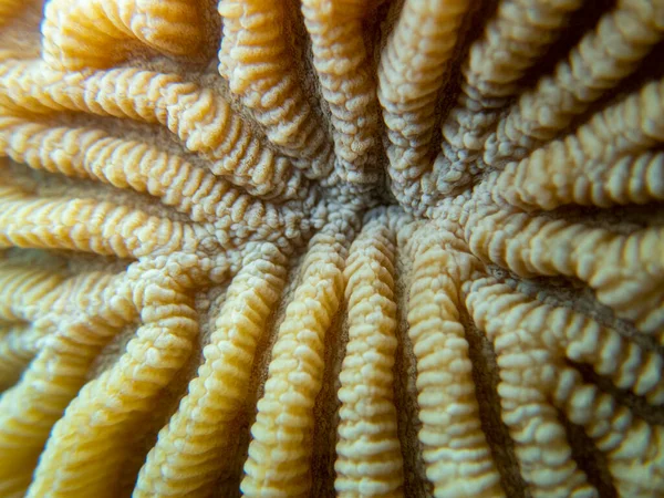 Interesting fish posing in the water column of the Red Sea, Hurghada, Egypt