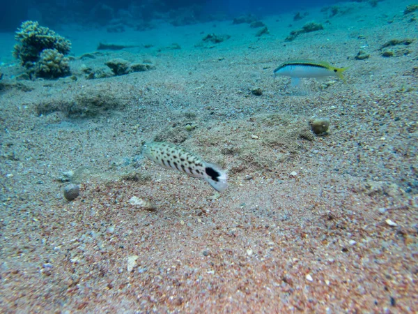 Interesting Fish Posing Water Column Red Sea Hurghada Egypt — Stok fotoğraf