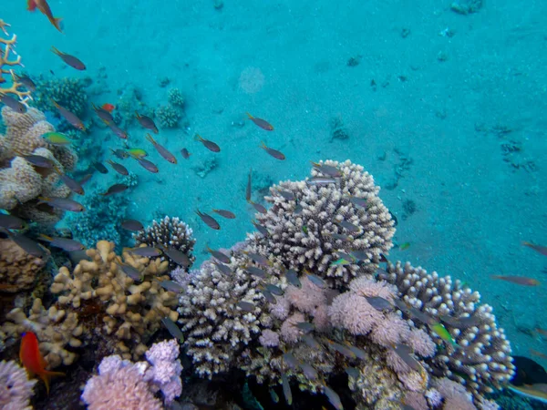 Interesting fish posing in the water column of the Red Sea, Hurghada, Egypt