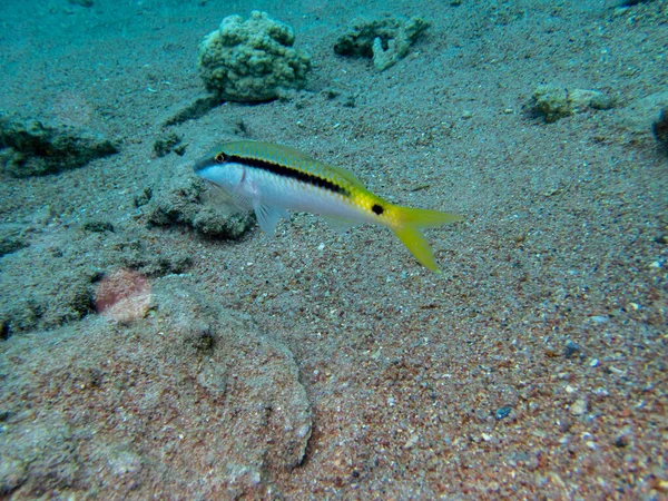 Interesting fish posing in the water column of the Red Sea, Hurghada, Egypt