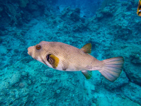 Interesting Fish Posing Water Column Red Sea Hurghada Egypt — Foto de Stock