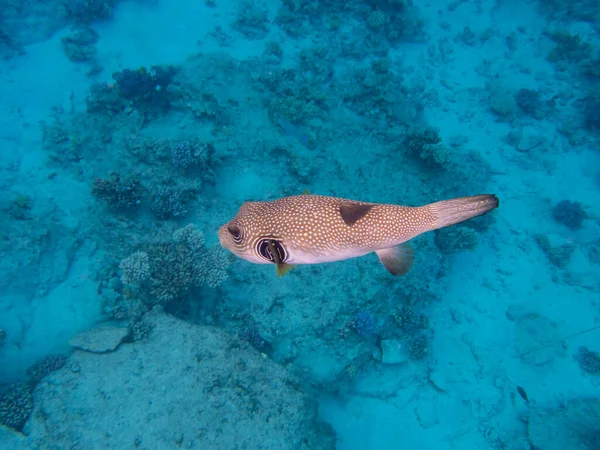 Interesting Fish Posing Water Column Red Sea Hurghada Egypt — Photo