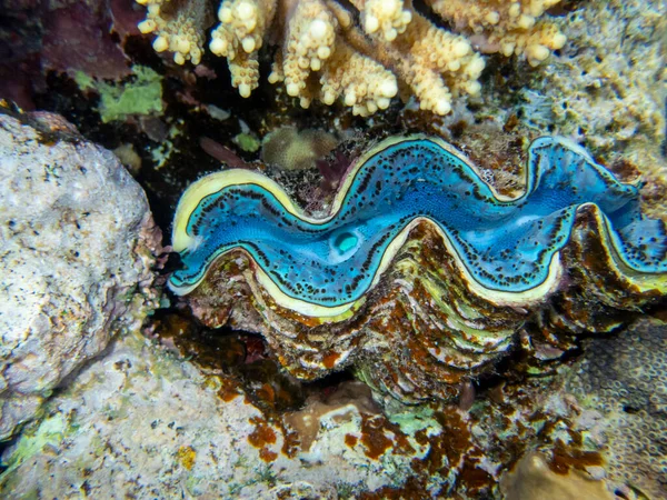 Interesting fish posing in the water column of the Red Sea, Hurghada, Egypt