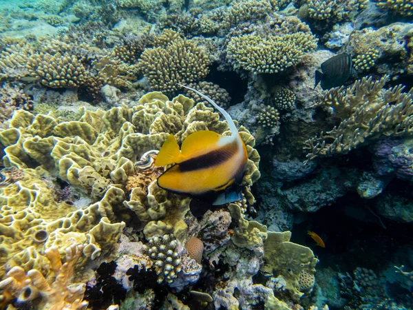 Interesting fish posing in the water column of the Red Sea, Hurghada, Egypt