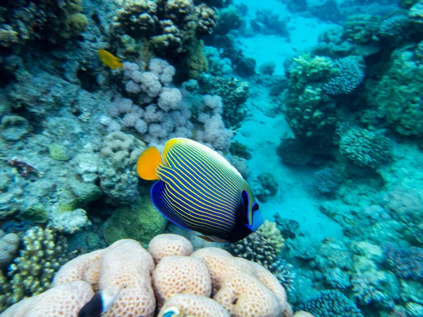 Interesting fish posing in the water column of the Red Sea, Hurghada, Egypt