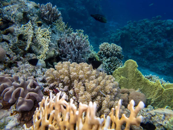 Interesting fish posing in the water column of the Red Sea, Hurghada, Egypt