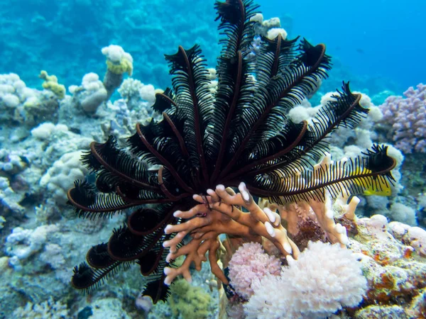 Interesting fish posing in the water column of the Red Sea, Hurghada, Egypt