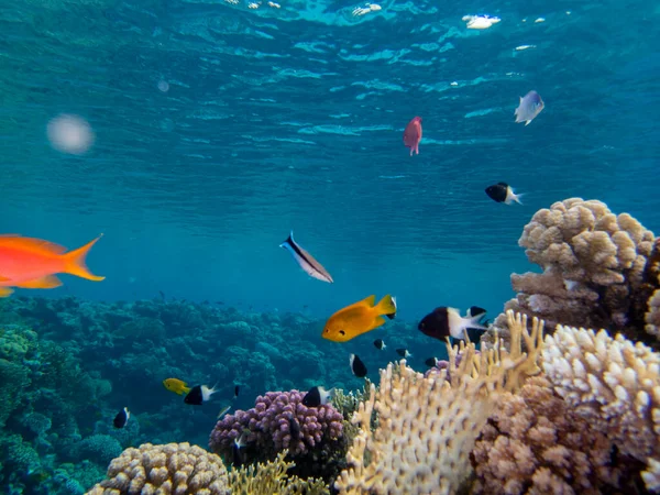 Interesting fish posing in the water column of the Red Sea, Hurghada, Egypt