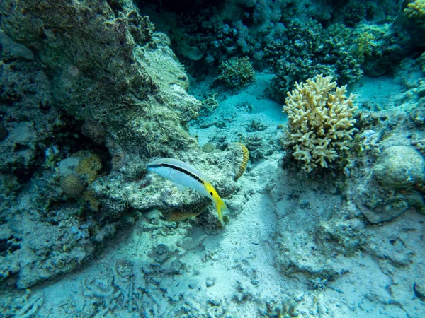 Interesting fish posing in the water column of the Red Sea, Hurghada, Egypt