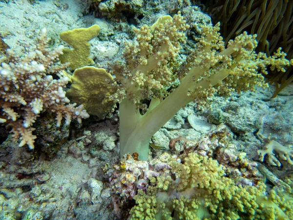 Interesting fish posing in the water column of the Red Sea, Hurghada, Egypt