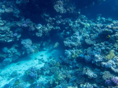 Bright inhabitants of the coral reef in the Red Sea, Egypt, Hurghada