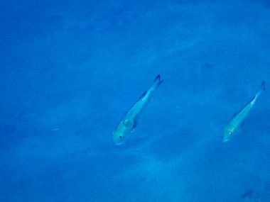 Bright inhabitants of the coral reef in the Red Sea, Egypt, Hurghada
