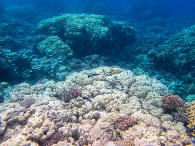 Bright inhabitants of the coral reef in the Red Sea, Egypt, Hurghada