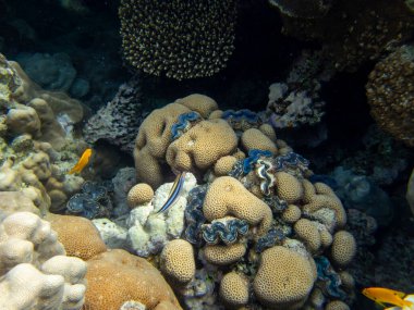 Bright inhabitants of the coral reef in the Red Sea, Egypt, Hurghada