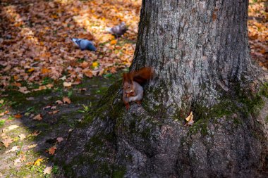 Squirrel in Kharkov forest park