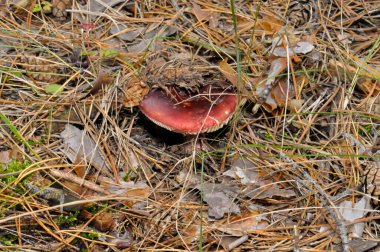 Beautiful mushrooms in the Ukrainian forest