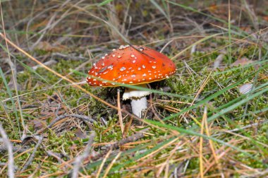 Beautiful mushrooms in the Ukrainian forest