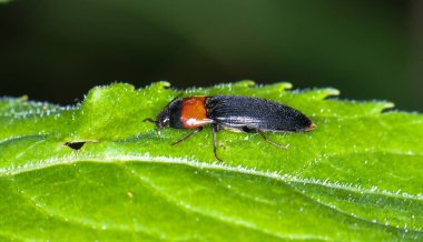 Unusual little beetle on a green leaf
