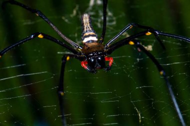 Unusual spider on poutine in the jungle of Thailand, macro