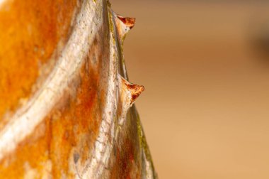 Thorns on a tree in the tropics of Thailand, Phuket