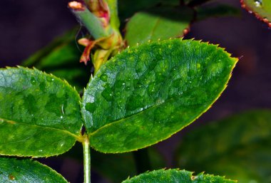 Beautiful plant on the territory of the hotel, Hurghada, Egypt