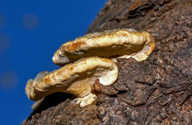 Tree fungus on a tree, Kharkiv, Ukraine