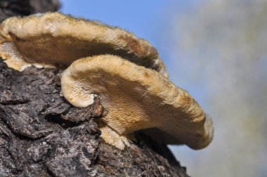 Tree fungus on a tree, Kharkiv, Ukraine