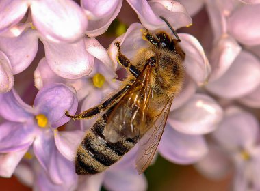 A bee sat on an pink flower, Ukraine