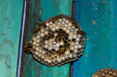 Wasp hive with wild wasps in the country