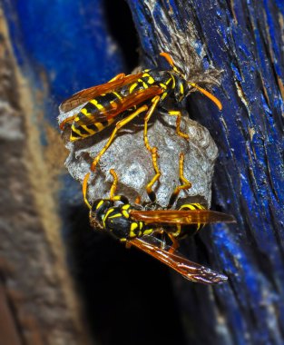 Wasp hive with wild wasps in the country