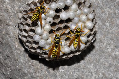 Wasp hive with wild wasps in the country