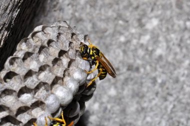 Wasp hive with wild wasps in the country