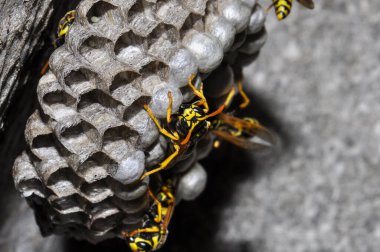 Wasp hive with wild wasps in the country