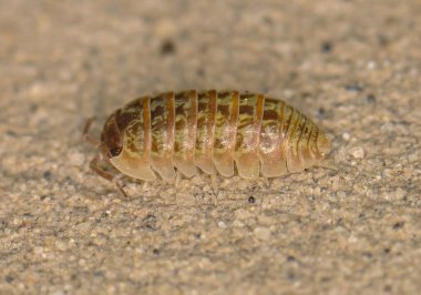 Woodlouse macro on the sand