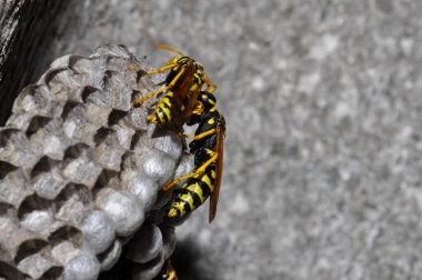 Wasp hive with wild wasps in the country