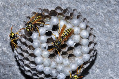 Wasp hive with wild wasps in the country