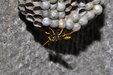Wasp hive with wild wasps in the country