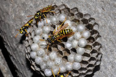 Wasp hive with wild wasps in the country