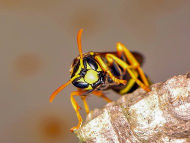 Wasp hive with wild wasps in the country