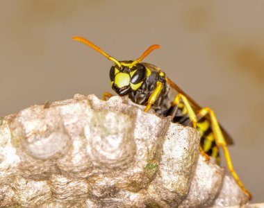 Wasp hive with wild wasps in the country
