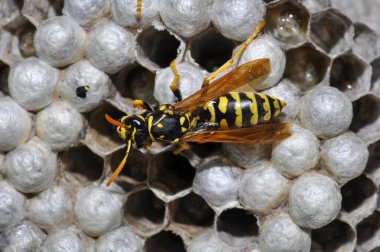 Wasp hive with wild wasps in the country
