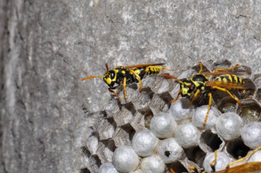 Wasp hive with wild wasps in the country