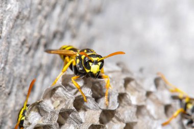 Wasp hive with wild wasps in the country