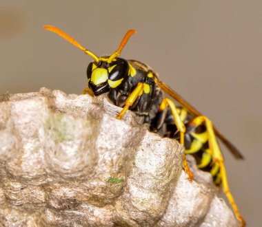 Wasp hive with wild wasps in the country