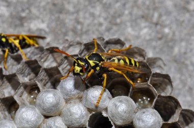 Wasp hive with wild wasps in the country