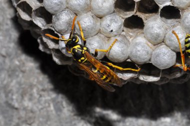 Wasp hive with wild wasps in the country