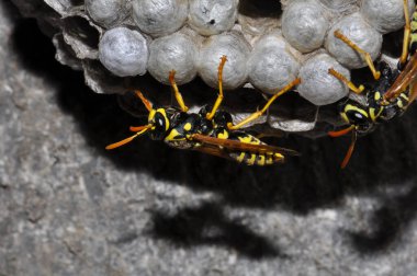 Wasp hive with wild wasps in the country