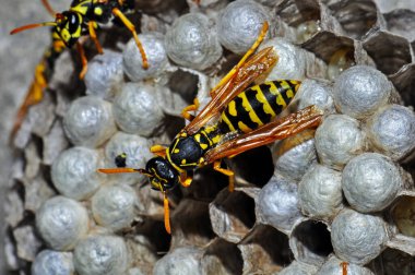 Wasp hive with wild wasps in the country