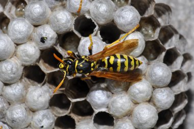 Wasp hive with wild wasps in the country