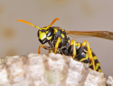 Wasp hive with wild wasps in the country